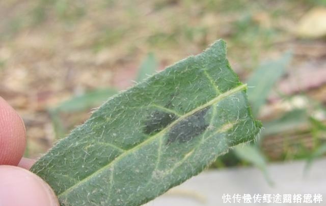 農(nóng)村的這個“酸不溜”野菜,想想都要流酸水,再酸,春季也要吃