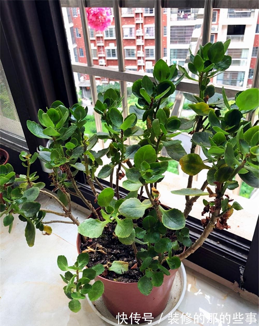 白斑|长寿花常见的问题汇总,只需要简单几步,就能养好