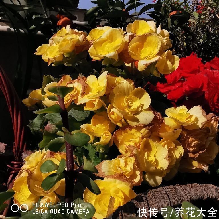 丽格海棠|3种花，夏天特容易死翘翘，别再花钱买了