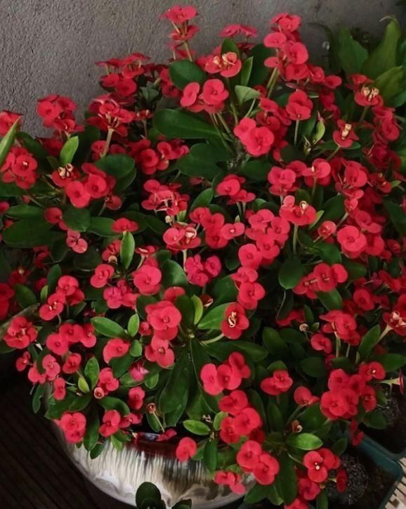 光照|1种“霸气”花,只要有太阳,天天能开花,掌握方法太好养