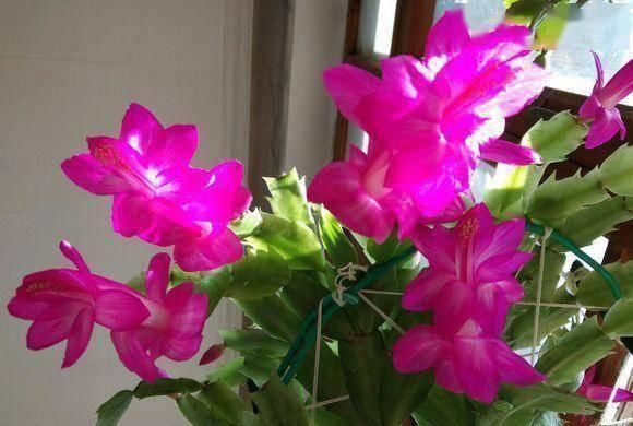 “2种花”往家里养,阳台摆2盆,一年有200多天在开花,太美了