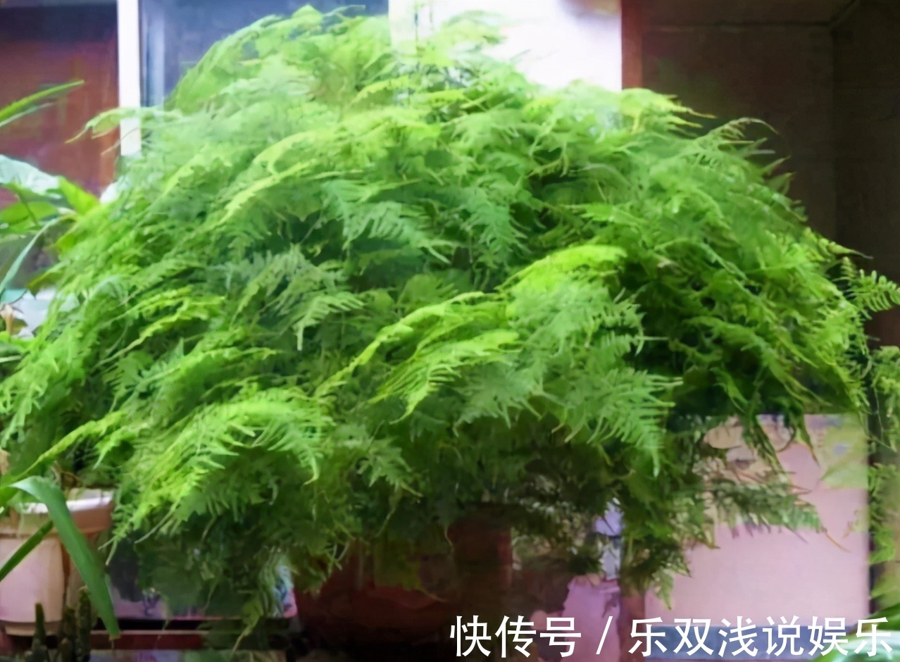 想换盆怕把花“换死”？教你一个“安全”的方法，换完快速生长