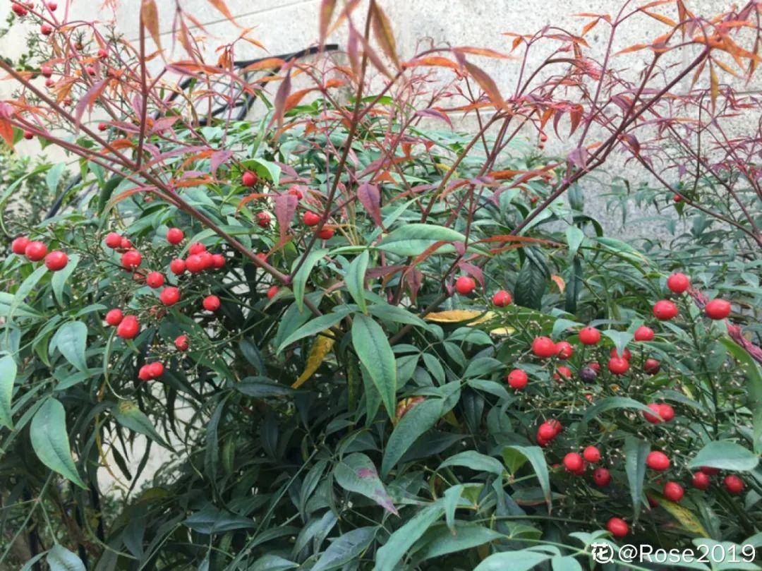 有毒性|20种有毒花,出门别乱摘,有小孩的特别注意