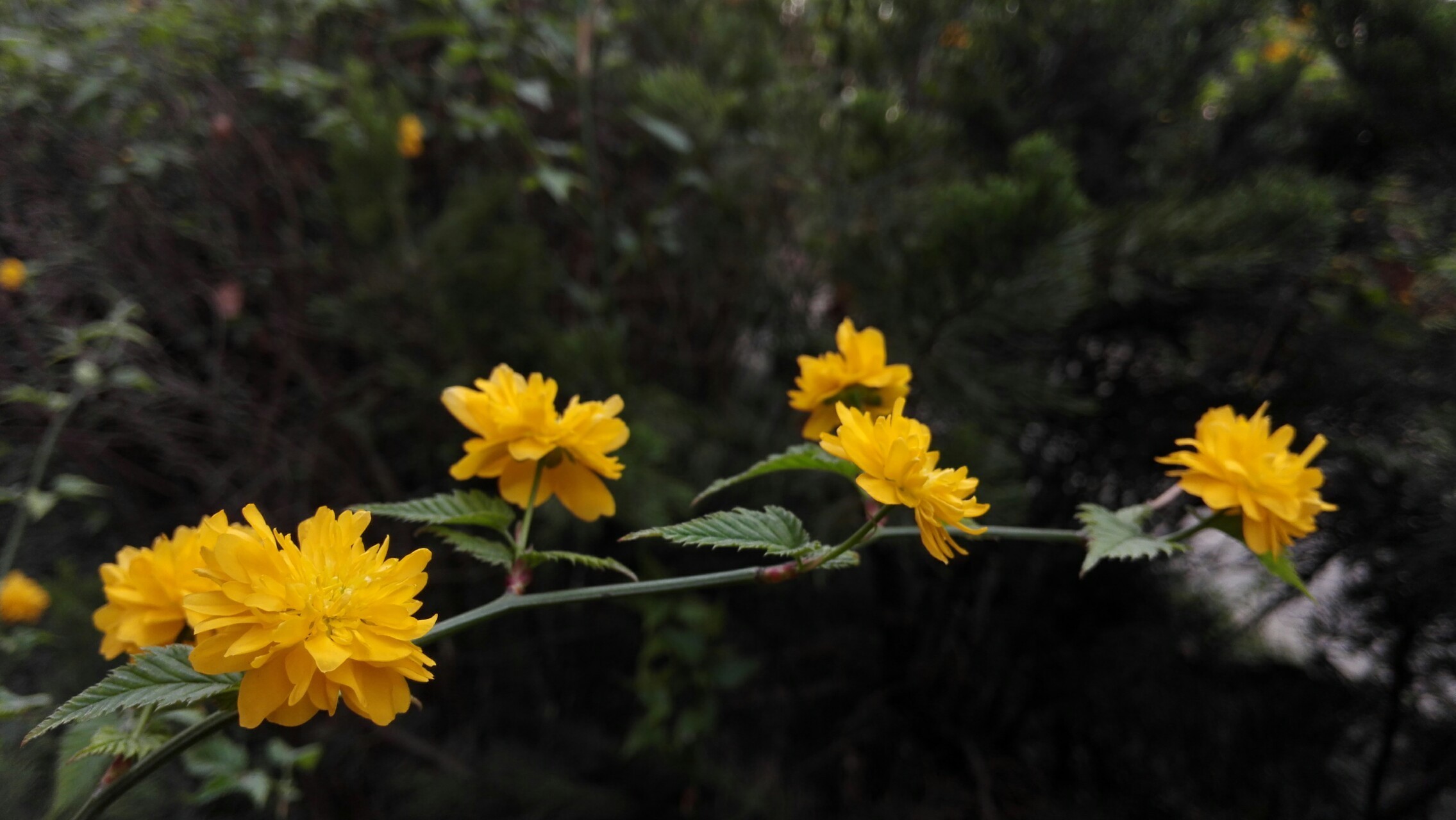 此花代表了一种尊贵的地位,观赏价值极高,象征着高贵和尊贵