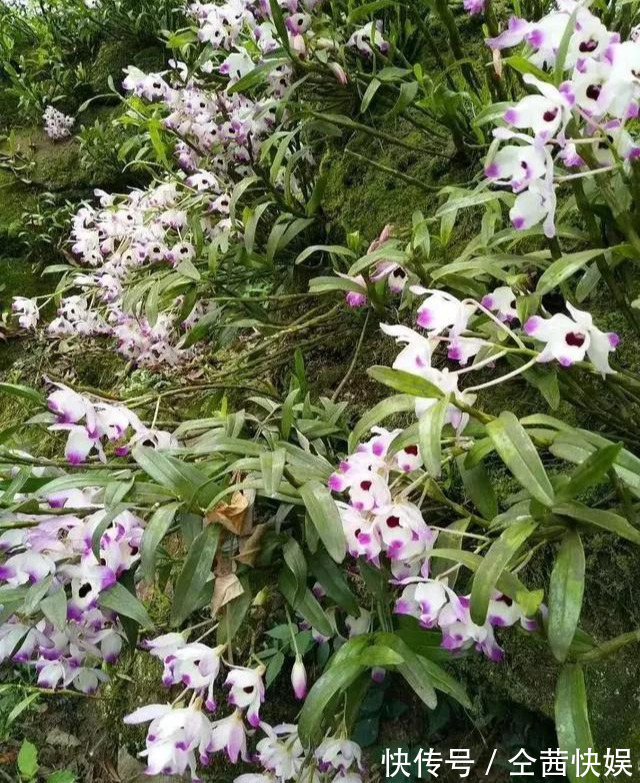 棕榈皮|门前石头上长了一丛草，朋友出1000元来买，开起花来真漂亮！