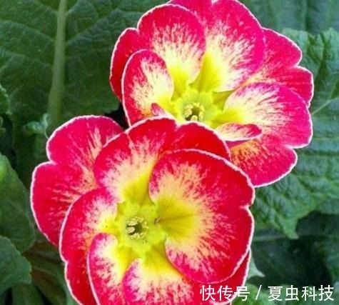 紫丹|春养“一种”大岩桐,美过“牡丹”,给水就呼呼长,没光也开花