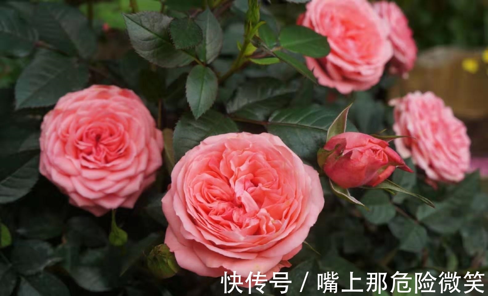 月季叶面上有了小黑点,不要忽视,小心叶子全掉光