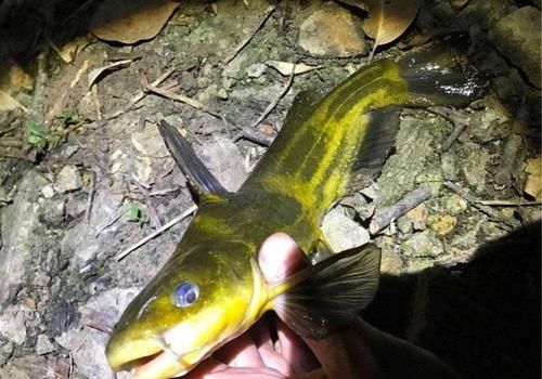 夜钓前需要做的3个准备，没准备好就最好别去，免得你白跑又闹心