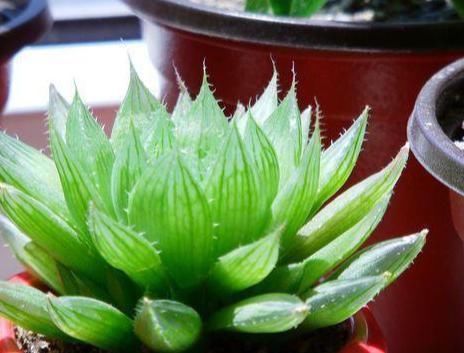 此花是晶莹剔透的水晶，叶子颜色翠绿发光，开朗活泼，非常独特