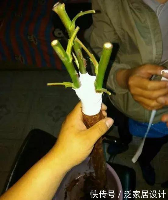 养月季,学会这个小动作,月季轻松长成树,花开满枝