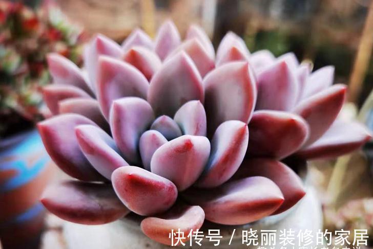 多肉|这7款多肉上市多年,但今年仍会流行,你还没养过的话一定要补齐