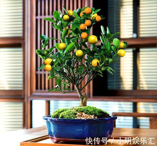 5种“金字花”，富贵招财有“好兆头”，当成年宵花，吉利又旺家