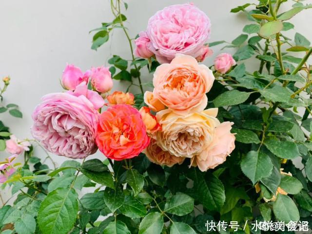 22种最漂亮的月季,一次能开300天,满屋飘香开花多