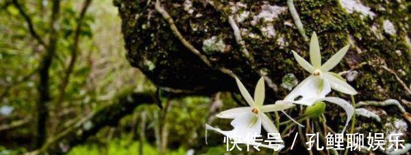 青藏高原|喜马拉雅山发现“鬼兰”,价值1600万,外形似青蛙个人不能买卖