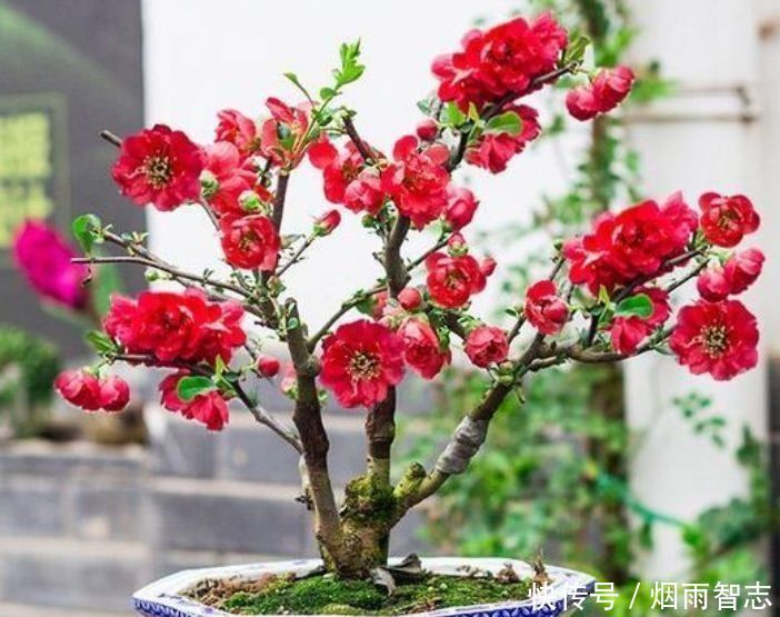 家养几款植物,花期长花量大,好养又漂亮,入手不会亏