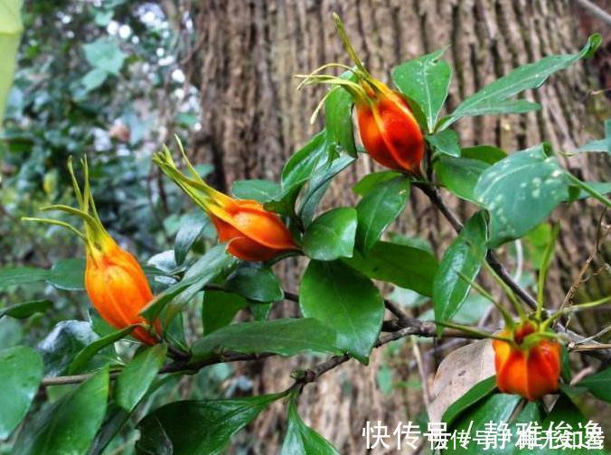 黄栀子|湿气不除百病生,泡脚时加一物,坚持一个星期,湿气慢慢消退了