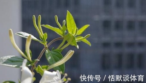 小灾|有着很高的药用价值!家里养上1盆,小病小灾都不怕!