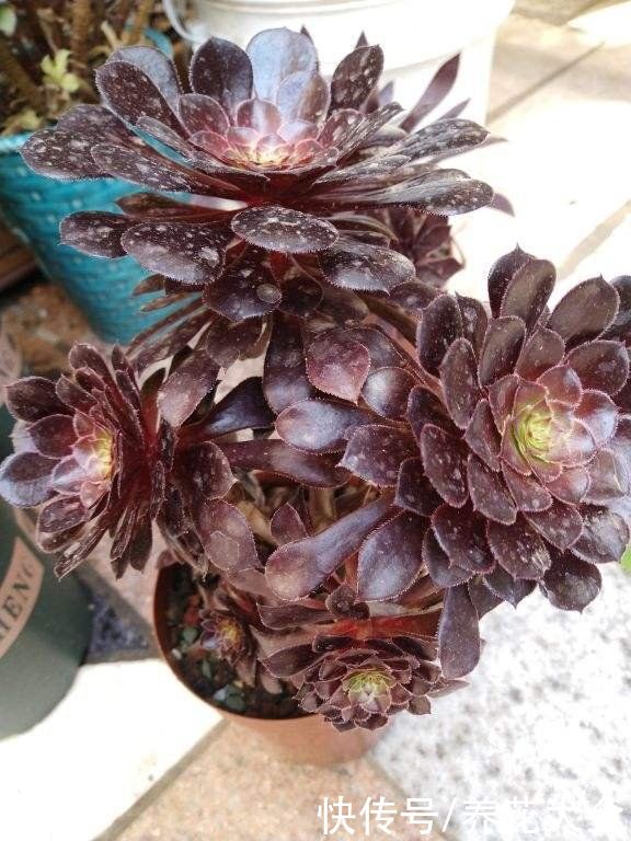 能长成“小树”的多肉，养得越久长得越壮，老桩看着真喜人