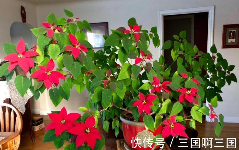 冬天冷,养花怕没精神,不如就盆栽这3样,抗冻又长得好