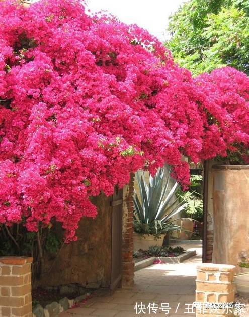 三角梅修剪枝条别扔,学2招插土里,来年花开满枝头!