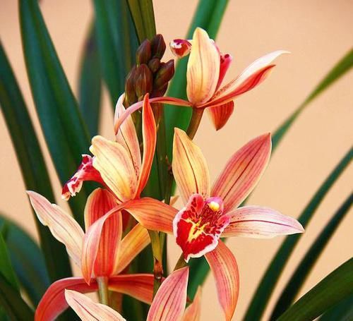  香味|四季花开不断的兰花，花色柔美，香味不输名牌香水，比野草还好养