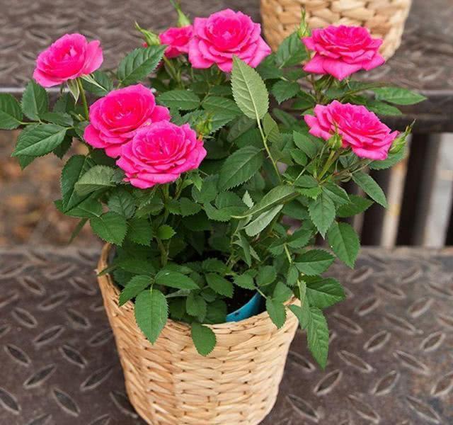 月季栽培简易,易成活,养护得当月月能开花,月季花如何施肥