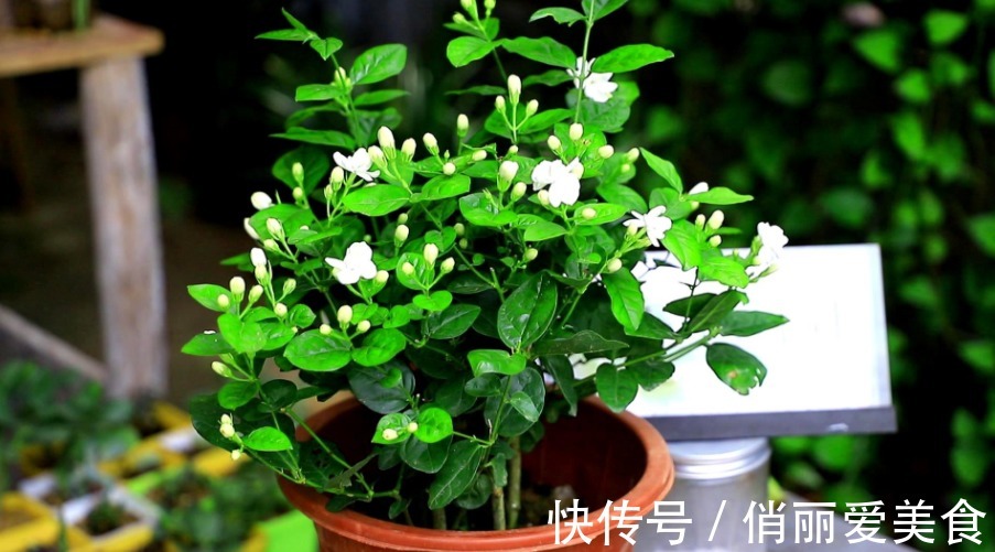 夏季养茉莉，想花开爆盆，芳香四溢，盆栽管理得注意此3点