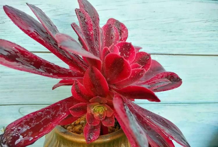 多肉|养多肉的最好境界，不是用价格衡量好坏，它解你寂寞，你陪它变美