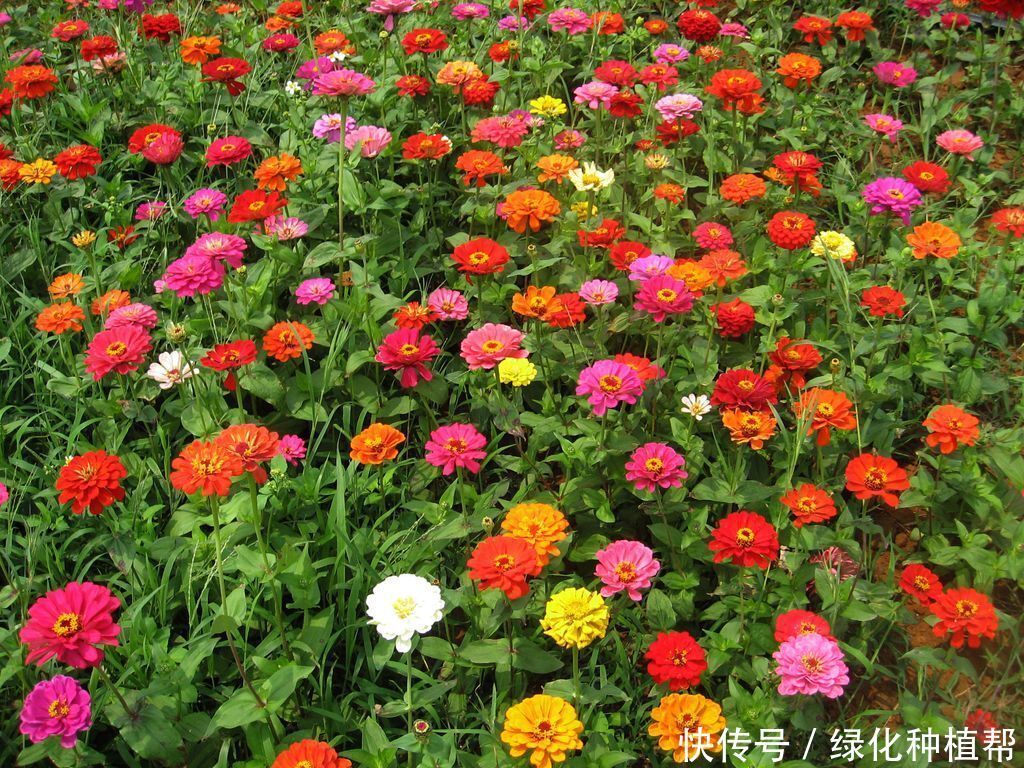 百日草代表“步步高升”,开花时间可达100天,生命力顽强