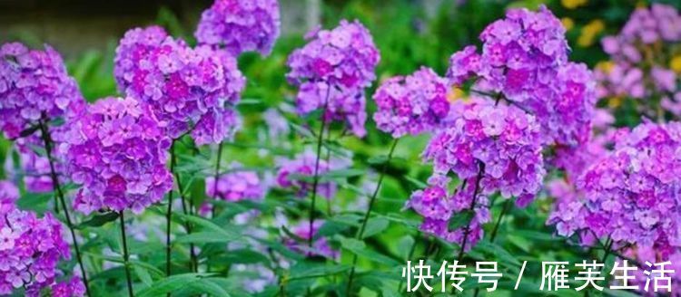 阳台养上4种花,阳台美成花园,漂亮花朵,开的最灿烂