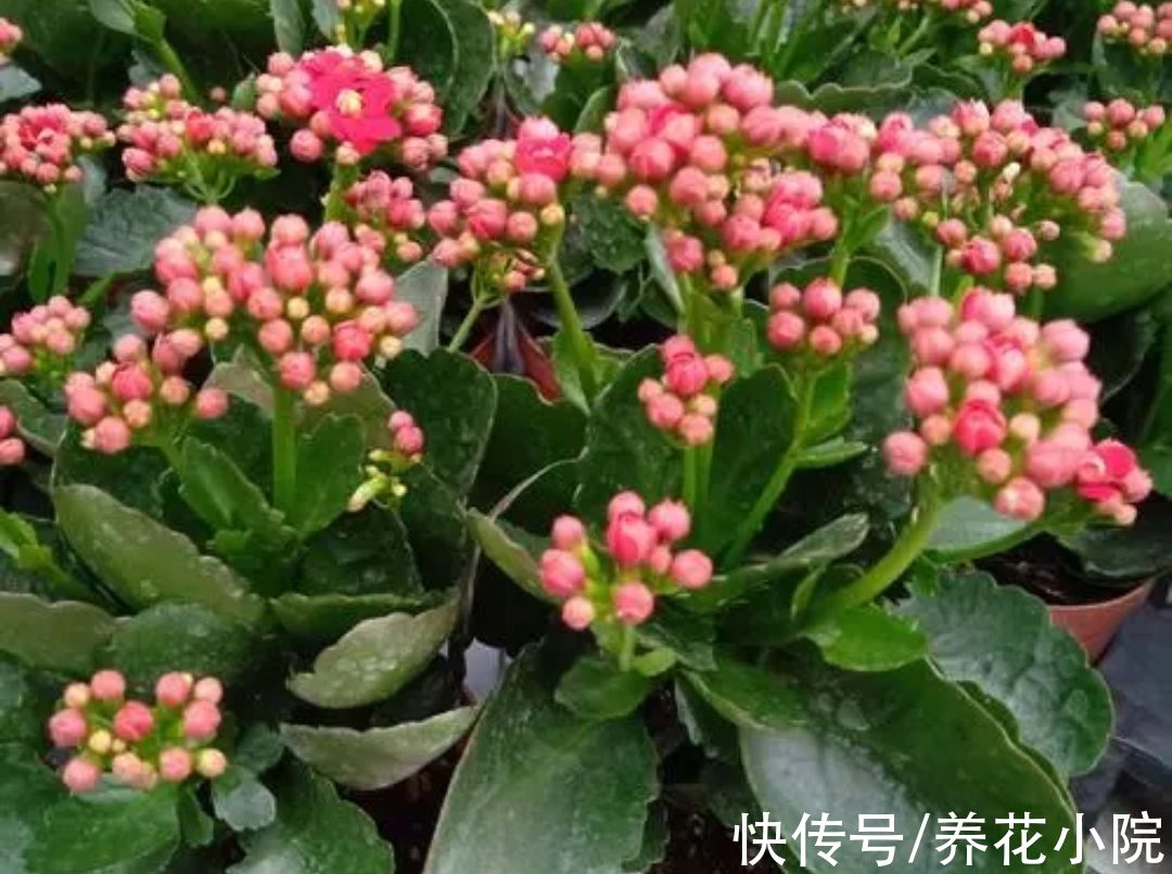 花卉|7种花真“好养”，开春就能扦插，成活率高