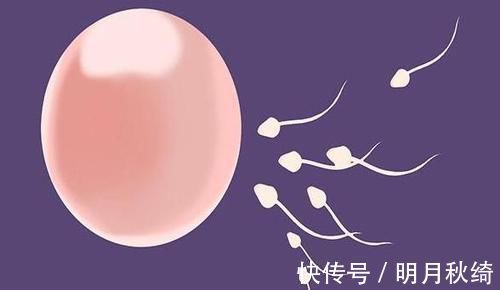 精子|进入女性体内,没和卵子相遇的小蝌蚪去哪了?答案非常有意思