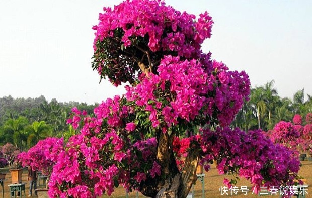 爆盆|新手养护花卉,就养花苞“翻倍长”的花卉,次次开花都“爆盆”