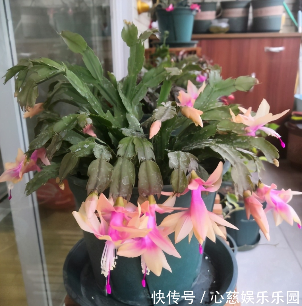 肥料|养自根蟹爪兰,常见问题有“5个”,知道原因,自己就能解决