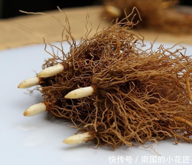 兰花|一种不一样的“兰花”,寒冷的东北也能养,花开就像“小铃铛”!