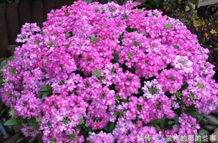 4种花给点水就呼呼长,不仅名字好听,花也超美,漂亮好养!