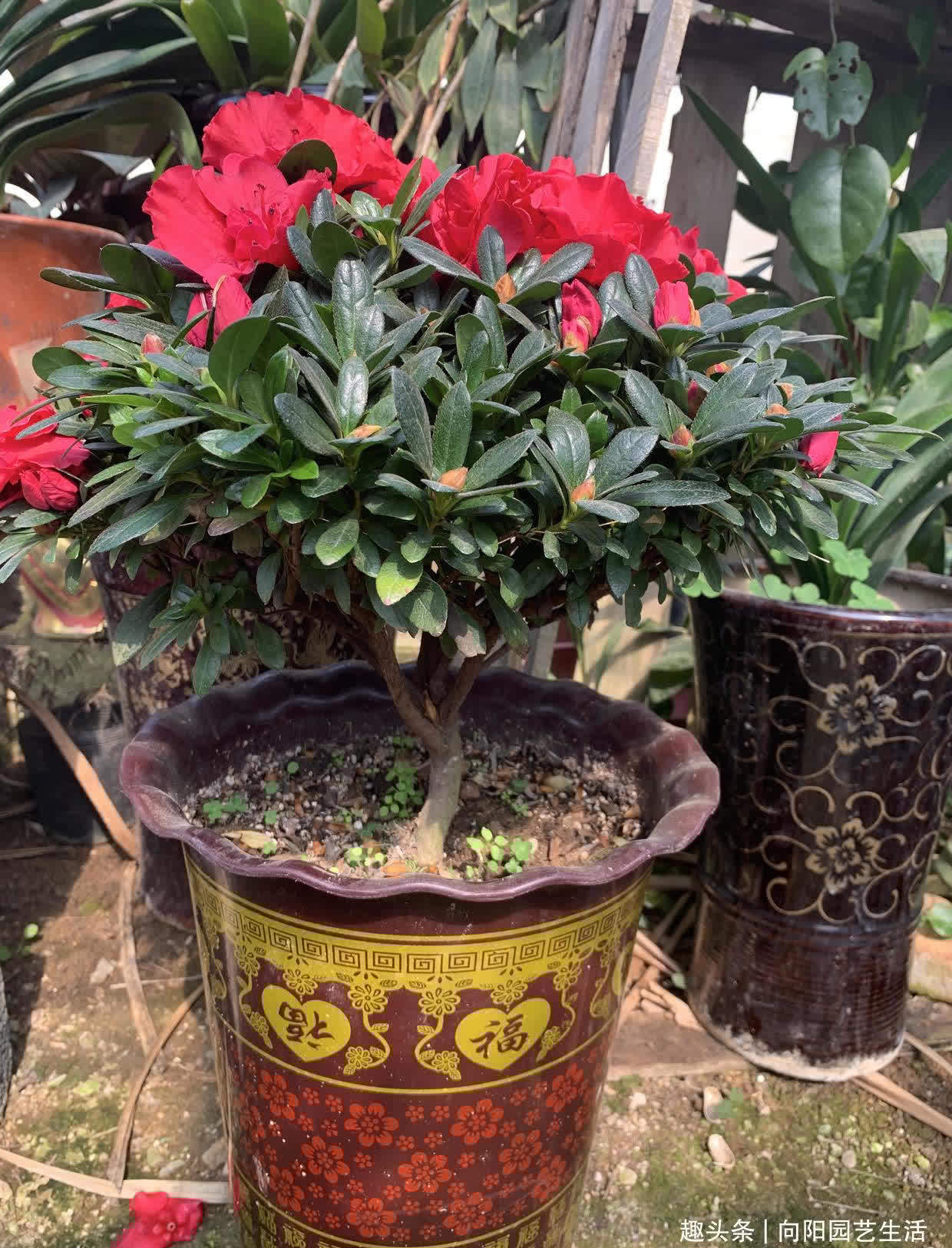 杜鹃花用沙土养,全年爆开花,花苞接连不断,红花开成花球