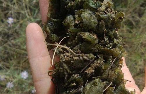 老母鸡|城里这种野菜一斤卖70,农村满地随便捡,营养胜过5只老母鸡