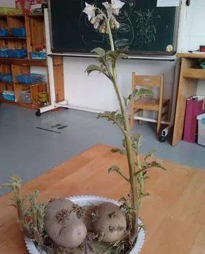 家里的有些东西,扔水里就是一盆郁郁葱葱小盆栽