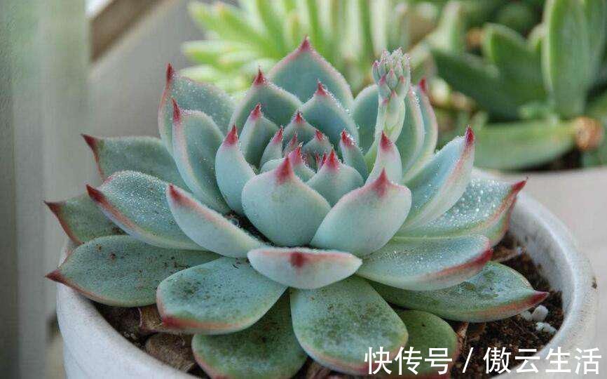 改善|多肉叶片发软，多是这4个原因在搞鬼，这么改善让叶子坚挺有光泽