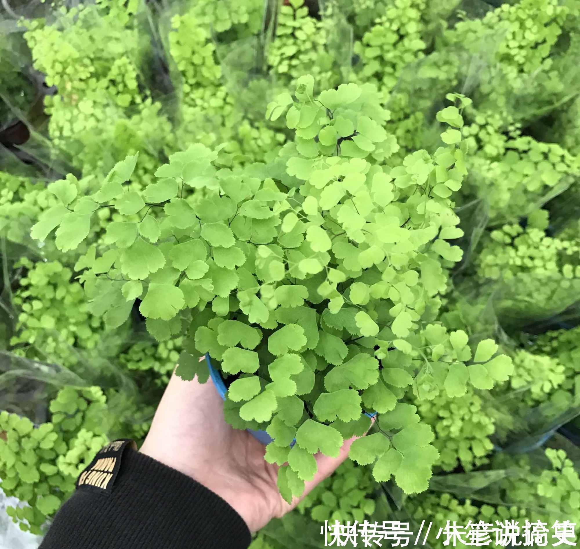 常春藤|家里养什么花，推荐这3种，附带养护技巧