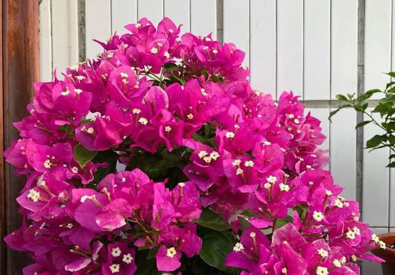 三角梅|喜欢养花,就养盆“三角梅”,越晒开花越美,整个夏天花开不断