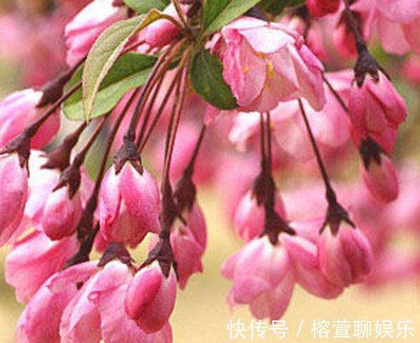 养海棠,这“3种”就得室内养,花苞绕枝上百朵,开成“大花帘”