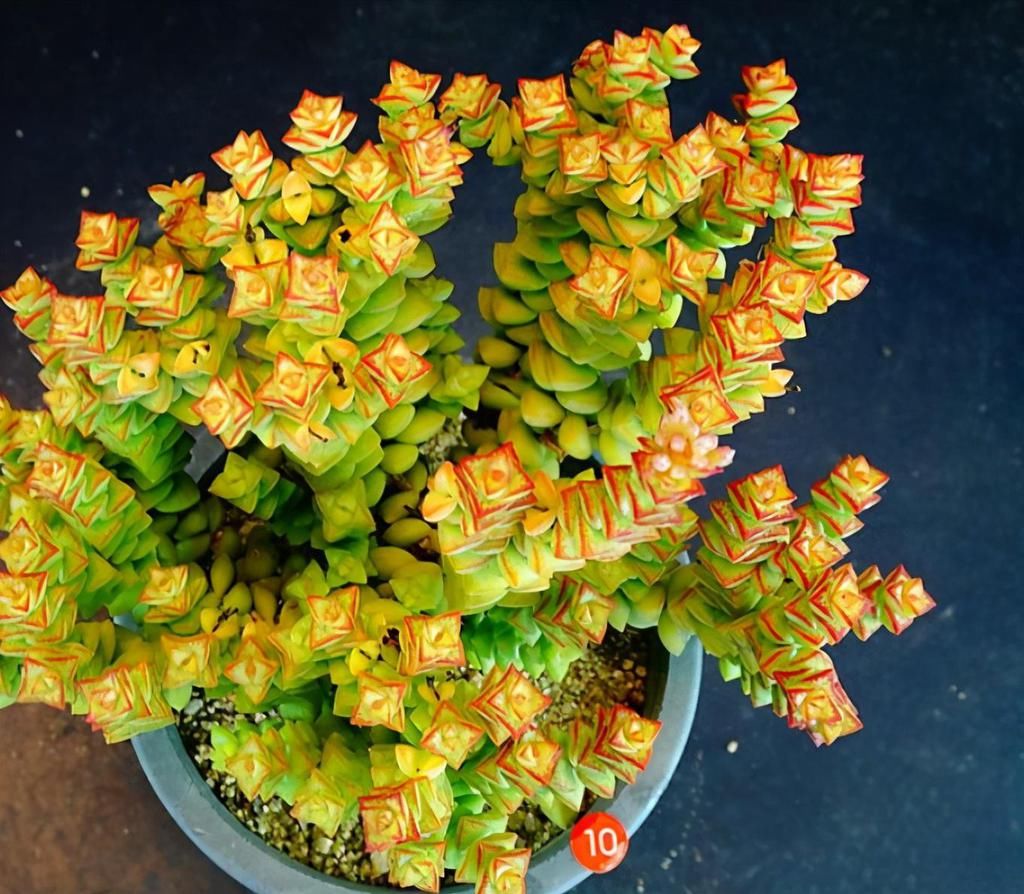  好看|养多肉小米星，掌握“3秘诀”，叶片肥美，颜色好看得不得了