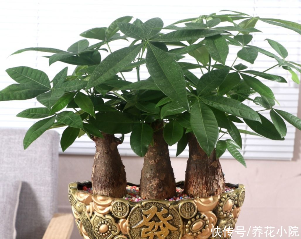 枝繁叶茂|发财树不用施肥，经常浇点“营养水”，照样长得枝繁叶茂