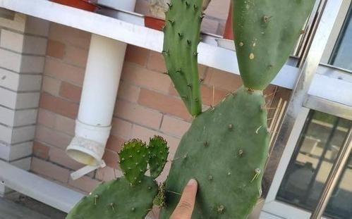 仙人掌生长|养好仙人掌,死记此几点,蹭蹭长成大高个!