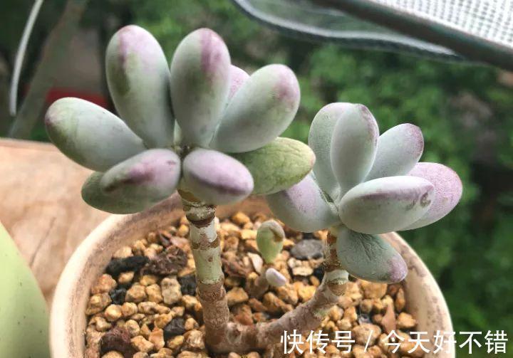 天冷了,多肉的6个求救信号,再不明白活不过冬天