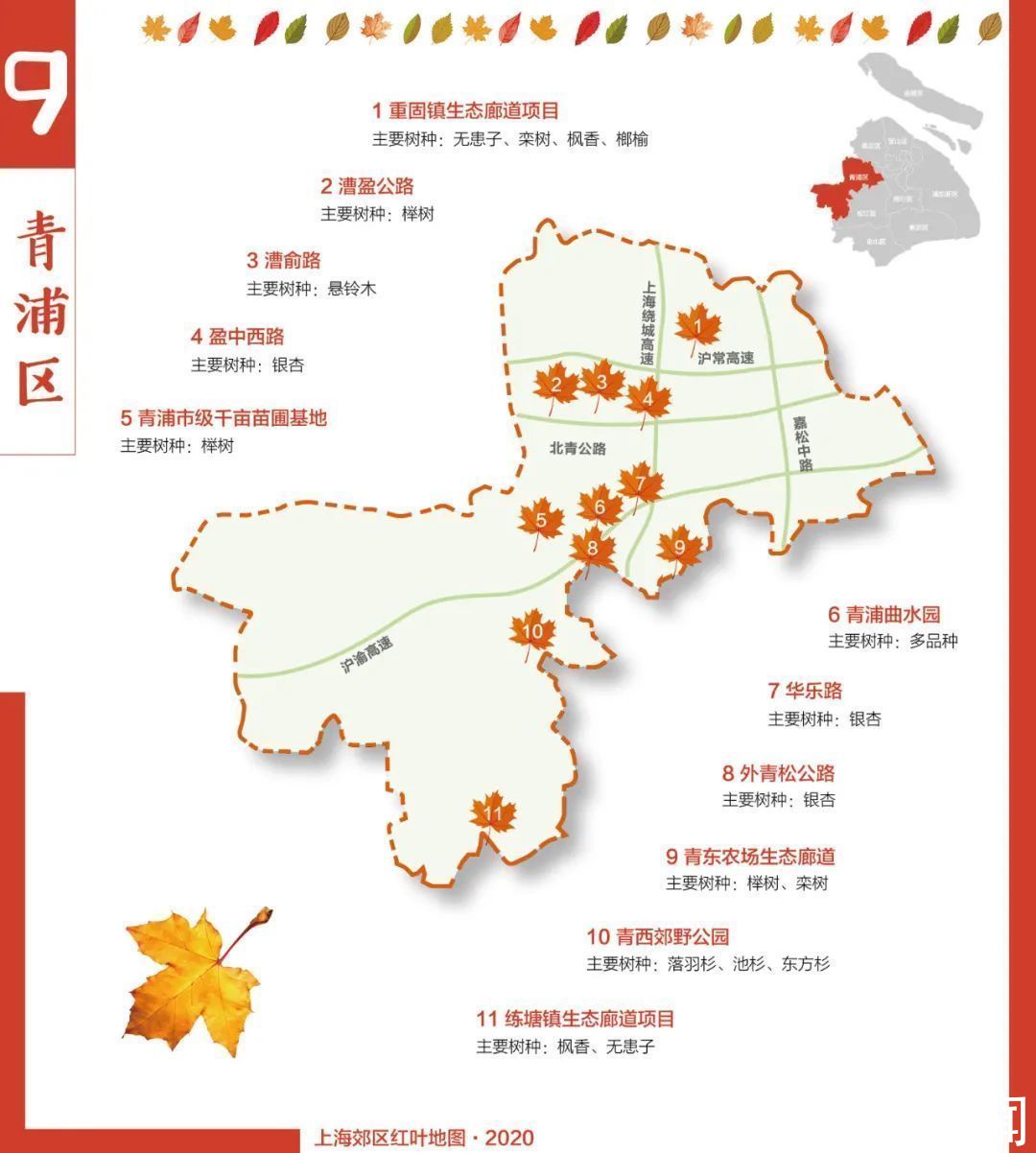 红叶|上海9个郊区最新红叶地图发布！一起来欣赏这幅五彩斑斓的画卷吧