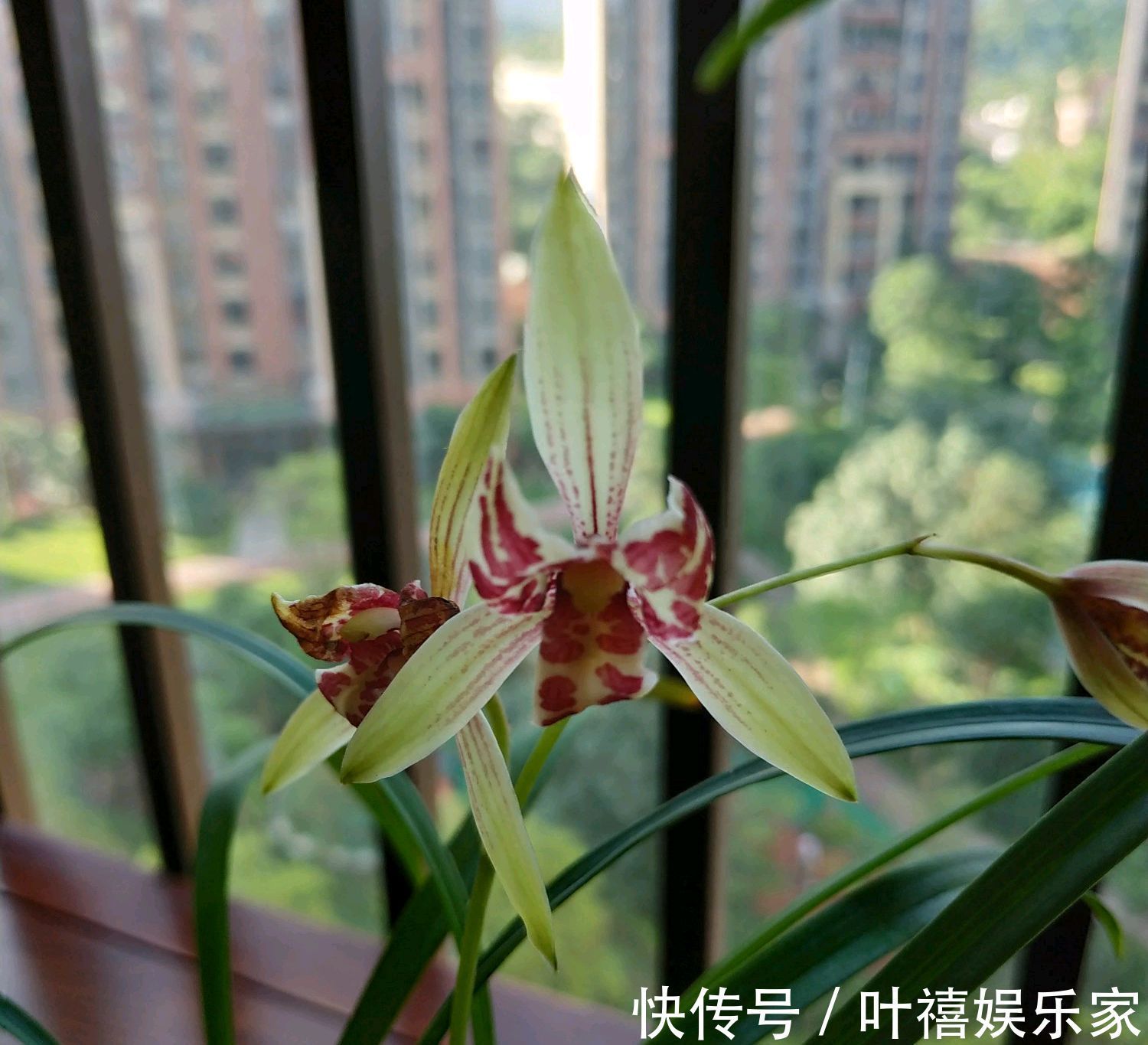 兰花焦尖的6大原因，搞清楚了好对症下药，兰花焦尖不用怕