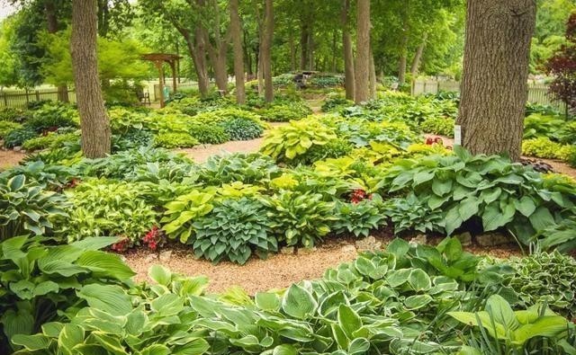 15种耐阴花,室内光照不足,照样花开不断!